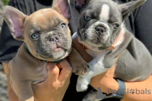 Zdjęcie №2 do zapowiedźy № 166203 na sprzedaż  buldog angielski - wkupić się Niemcy 