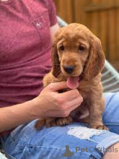 Zdjęcie №2 do zapowiedźy № 160946 na sprzedaż  cocker spaniel amerykański - wkupić się Francja prywatne ogłoszenie, hodowca