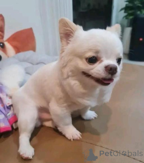 Zdjęcie №1. chihuahua (rasa psów) - na sprzedaż w Aachen | negocjowane | Zapowiedź №166094