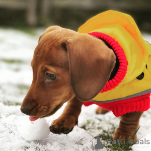 Zdjęcie №2 do zapowiedźy № 163507 na sprzedaż   - wkupić się Niemcy 