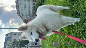 Zdjęcie №1. samojed (rasa psa) - na sprzedaż w Budapest | negocjowane | Zapowiedź №81227