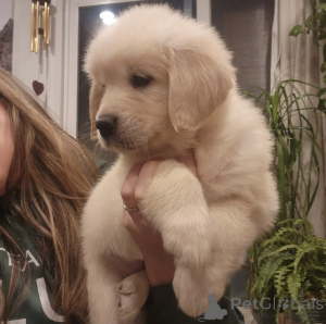 Zdjęcie №2 do zapowiedźy № 143858 na sprzedaż  golden retriever - wkupić się Szwecja prywatne ogłoszenie, hodowca