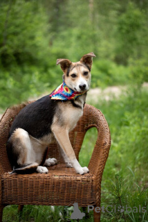 Zdjęcie №2 do zapowiedźy № 146015 na sprzedaż  pies nierasowy - wkupić się Federacja Rosyjska 