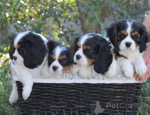 Zdjęcie №3. Cavalier King Charles Spaniel Welpen. Niemcy