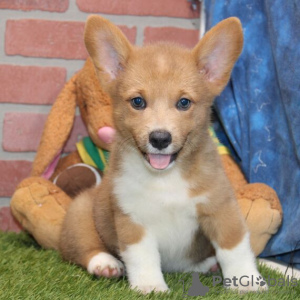 Zdjęcie №2 do zapowiedźy № 115182 na sprzedaż  welsh corgi - wkupić się Niemcy ze schronu, hodowca