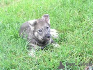 Zdjęcie №3. Schwedische Elchhundwelpen zu verkaufen. Holandia