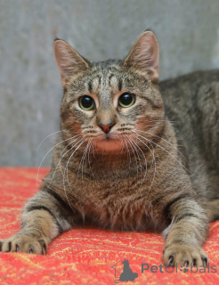 Zdjęcie №4. Sprzedam  w Petersburg. prywatne ogłoszenie - cena - Bezpłatny