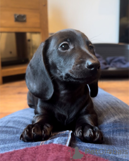 Zdjęcie №3. Szczenięta jamnika na sprzedaż (mężczyzna i kobieta). Hiszpania