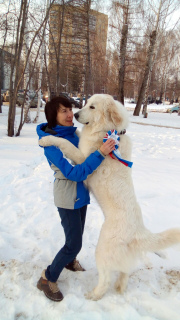 Zdjęcie №4. Sprzedam pirenejski pies górski w Perm. hodowca - cena - Negocjowane