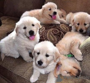 Zdjęcie №1. golden retriever - na sprzedaż w Bergen | negocjowane | Zapowiedź №175030