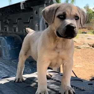 Zdjęcie №3. Wunderschöne Bullmastiff-Welpen. Niemcy