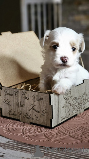 Zdjęcie №3. Havanese Bison. Serbia