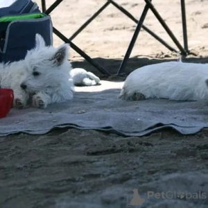 Zdjęcie №2 do zapowiedźy № 178086 na sprzedaż  west highland white terrier - wkupić się Niemcy prywatne ogłoszenie