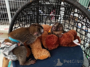 Zdjęcie №2 do zapowiedźy № 161745 na sprzedaż   - wkupić się USA 