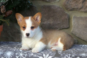 Zdjęcie №4. Sprzedam welsh corgi w Hersonissos.  - cena - 1632zł