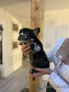 Zdjęcie №2 do zapowiedźy № 160938 na sprzedaż  buldog francuski - wkupić się Austria prywatne ogłoszenie