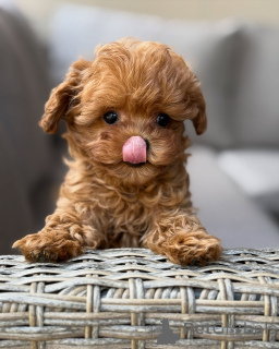 Zdjęcie №3. Urocze szczenięta Maltipoo gotowe do nowych domów. Francja
