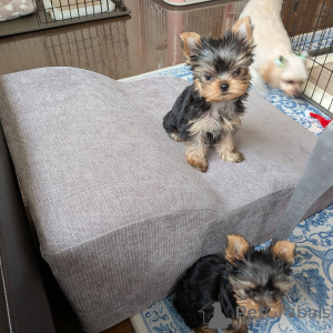Zdjęcie №2 do zapowiedźy № 172897 na sprzedaż  yorkshire terrier - wkupić się Niemcy hodowca