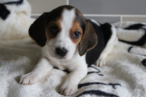 Zdjęcie №1. beagle (rasa psa) - na sprzedaż w Mińsk | 1319zł | Zapowiedź №566