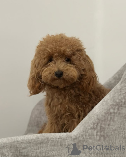 Zdjęcie №2 do zapowiedźy № 132653 na sprzedaż  pudel (zabawka) - wkupić się Portugalia hodowca