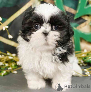Zdjęcie №1. shih tzu - na sprzedaż w Key West | 3050zł | Zapowiedź №138163