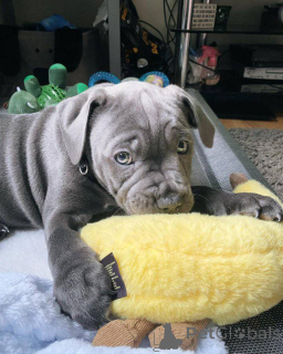 Zdjęcie №3. Staffordshire Bullterrier Welpen zu verkaufen. Austria