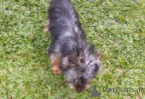 Zdjęcie №1. skye terrier - na sprzedaż w Berlin | Bezpłatny | Zapowiedź №127103