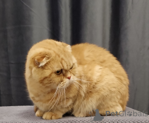 Zdjęcie №2 do zapowiedźy № 138776 na sprzedaż  chinchilla cat - wkupić się Federacja Rosyjska 