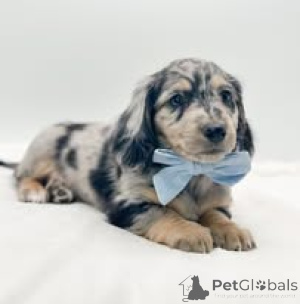 Zdjęcie №2 do zapowiedźy № 157199 na sprzedaż  jamnik - wkupić się Niemcy prywatne ogłoszenie, hodowca