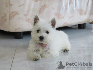 Zdjęcie №2 do zapowiedźy № 84888 na sprzedaż  west highland white terrier - wkupić się Serbia hodowca