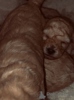 Zdjęcie №2 do zapowiedźy № 132406 na sprzedaż  pudel (zabawka) - wkupić się Gruzja hodowca