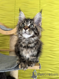 Zdjęcie №3. Adorables Gatitos Maine Coon. Hiszpania