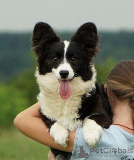 Zdjęcie №2 do zapowiedźy № 79838 na sprzedaż  welsh corgi - wkupić się USA prywatne ogłoszenie, od żłobka, hodowca