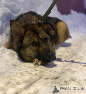 Zdjęcie №4. Sprzedam  w Rzeka Moskwa. prywatne ogłoszenie - cena - Bezpłatny