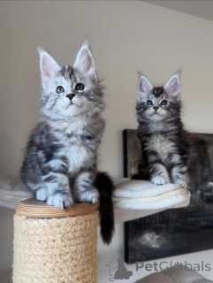 Zdjęcie №1. maine coon - na sprzedaż w Monachium | negocjowane | Zapowiedź № 165180