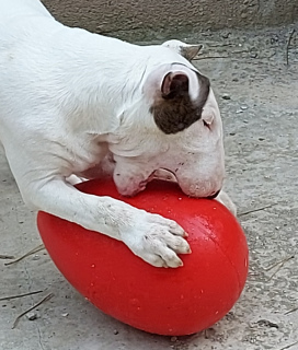 Zdjęcie №3. Bull Terrier Standard. Federacja Rosyjska