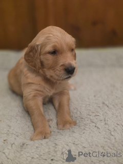 Zdjęcie №3. Ciemne golden retrievery (chłopiec dziewczynka). USA