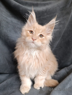 Dodatkowe zdjęcia: Elegancki kotek chłopiec