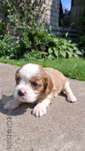 Zdjęcie №4. Sprzedam cocker spaniel amerykański, cocker spaniel angielski, springer spaniel angielski, springer spaniel walijski, irlandzki spaniel dowodny, hiszpański pies dowodny, cavalier king charles spaniel, cavalier king charles spaniel, clumber spaniel, russian spaniel, setter, spaniel tybetański w Wilno. prywatne ogłoszenie, od żłobka, hodowca - cena - 3827zł