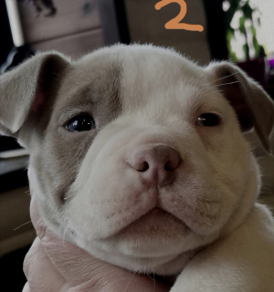 Zdjęcie №2 do zapowiedźy № 4632 na sprzedaż  american bully - wkupić się Białoruś od żłobka