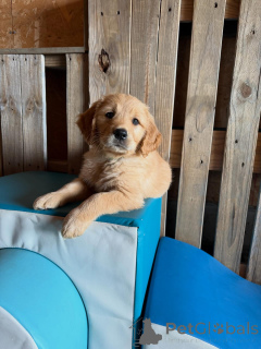 Zdjęcie №2 do zapowiedźy № 171209 na sprzedaż  golden retriever - wkupić się Włochy hodowca