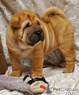 Zdjęcie №1. shar pei - na sprzedaż w Praga | negocjowane | Zapowiedź №170675