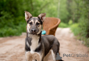 Zdjęcie №4. Sprzedam pies nierasowy w Rzeka Moskwa. prywatne ogłoszenie - cena - Bezpłatny