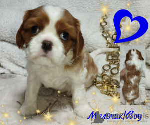 Dodatkowe zdjęcia: SZCZENIĘTA Cavalier King Charles Spaniel