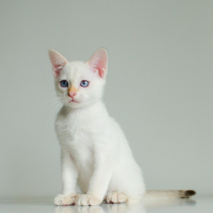 Zdjęcie №3. Złoty tajski kotek. Białoruś