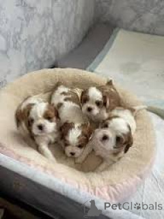 Zdjęcie №1. cavalier king charles spaniel - na sprzedaż w Wiedeń | 3348zł | Zapowiedź №165425