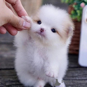 Zdjęcie №3. Szczenięta AKC Pomeranian, wychowywane ręcznie w naszym holistycznym domu, pod. Francja