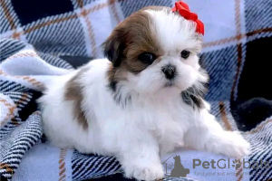 Zdjęcie №1. shih tzu - na sprzedaż w Онфлёр | 2093zł | Zapowiedź №31690