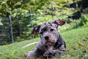 Zdjęcie №3. American Bully kieszonkowy merle. Słowenia