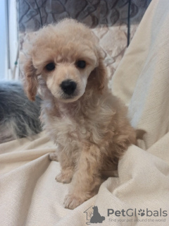 Zdjęcie №2 do zapowiedźy № 18789 na sprzedaż  pudel (zabawka) - wkupić się Litwa 